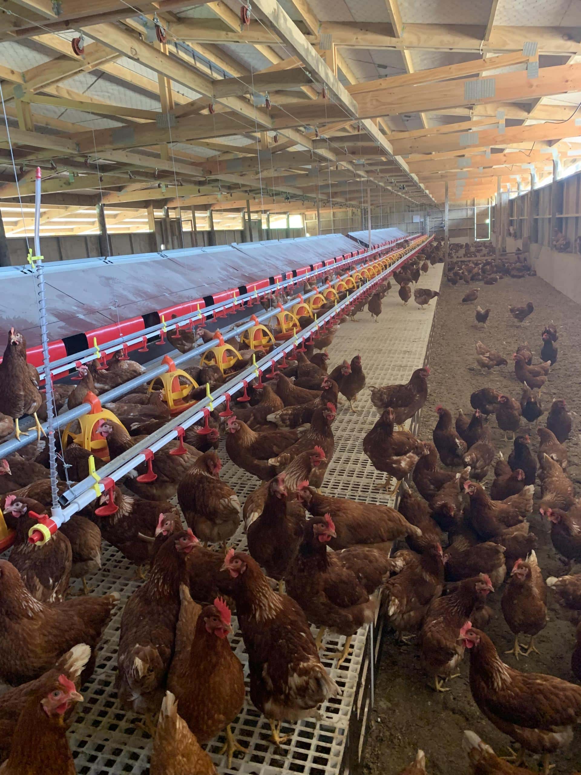 Chicken farm showing free range chicken nesting boxes from PPP Industries