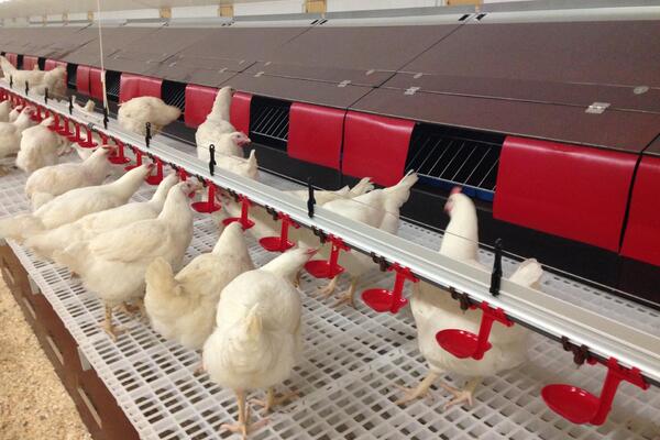 Chicken nesting boxes fro PPP Industries